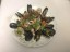 Mussels